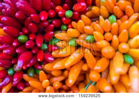Red hot chilly pepers closeup background