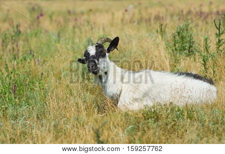 Goat model express dissatisfaction about photo shoot fees.