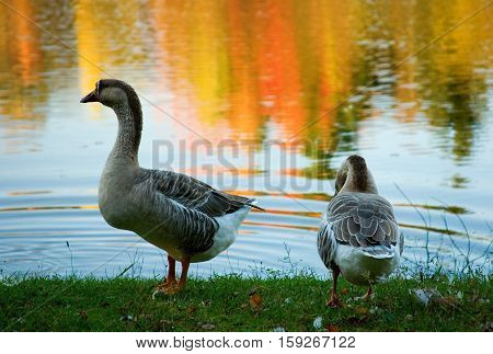 Pair Of Wild Geese In Fall Forest