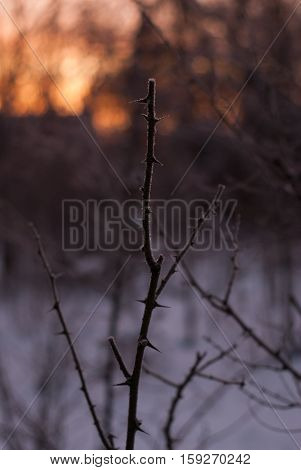 Branches Without Leaves, Thorns, Cold Winter Morning