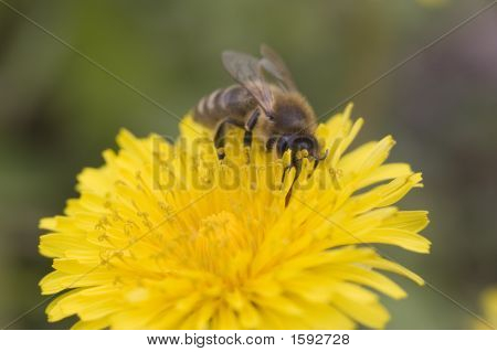 Bee Löwenzahn