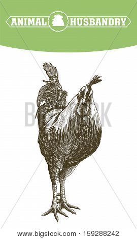 chicken breeding. animal husbandry. livestock. vector sketch on a white background