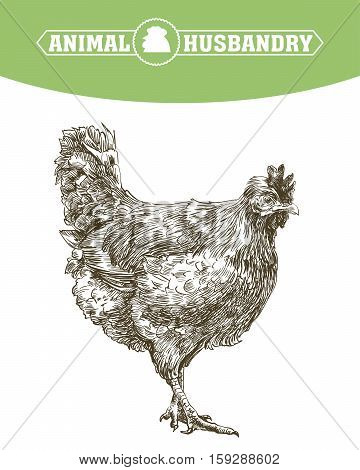 chicken breeding. animal husbandry. livestock. vector sketch on a white background