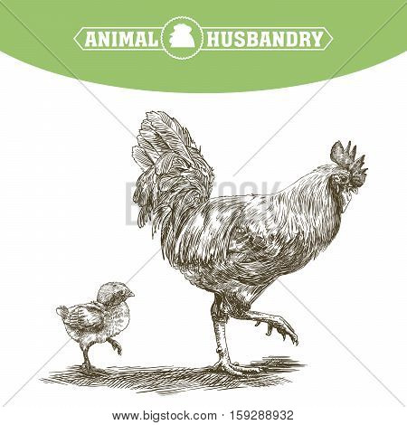 chicken breeding. animal husbandry. livestock. vector sketch on a white background