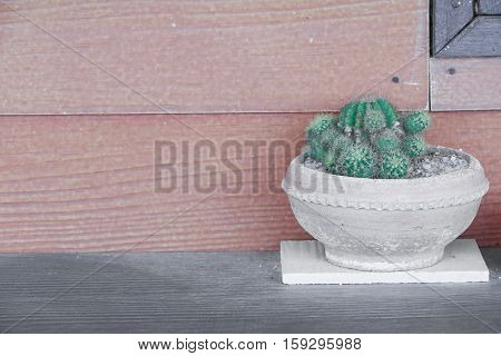 Cactus in pot natural beautiful slelect focus with shallow depth and copy space
