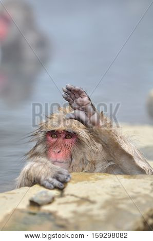 Monkey in a natural onsen (hot spring), located in Jigokudani Monkey Park
or Snow Monkey, Nagono Japan.