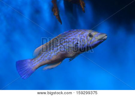 Cuckoo wrasse (Labrus mixtus). Marine fish.