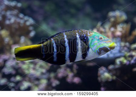 Barred thicklip wrasse (Hemigymnus fasciatus). Marine fish.