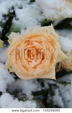 Big pink rose covered with fresh snowflakes