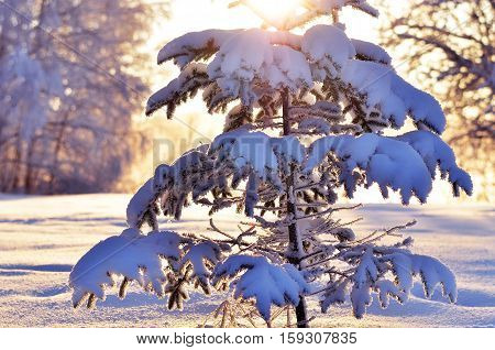 Little snow-covered Christmas Tree. backlight sunny weather. winter fairy tale. Winter backgrounds. New Year's texture. Christmas Eve.