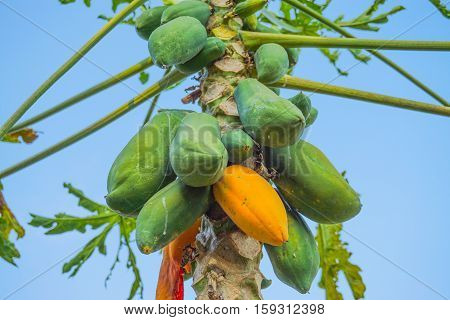Close up Papaya tree in morning light