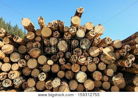 Sunlit ends of felled numbered trees on blue sky background.