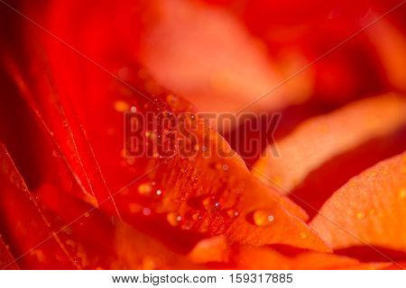 Abstract close up of the petals of an orange Persian Buttercup bloom with waterdrops showing texture on petal