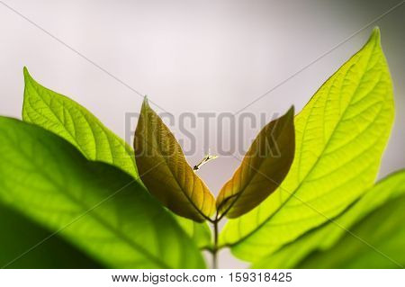 Few green leaves on blurred background in triangle form