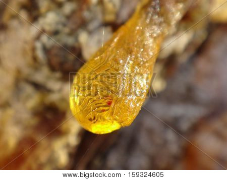 Yellow drop of resin on the tree