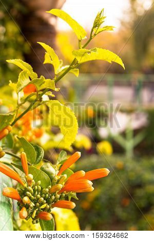 Pyrostegia venusta flamevine or orange trumpetvine climbing shrub with bright orange tubular flowers selected focus on blur background