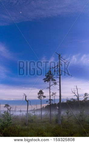Landscape bog. Pines. Early morning. Fog. Moon