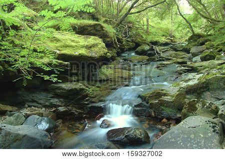 Stream running through a lush woodland in Scotland.