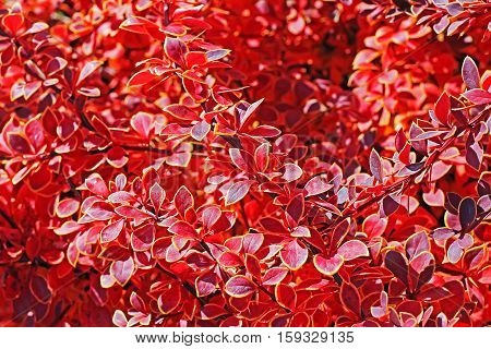 The Thunberg barberry (Berberis thunbergii `Coronita`). Branch closeup