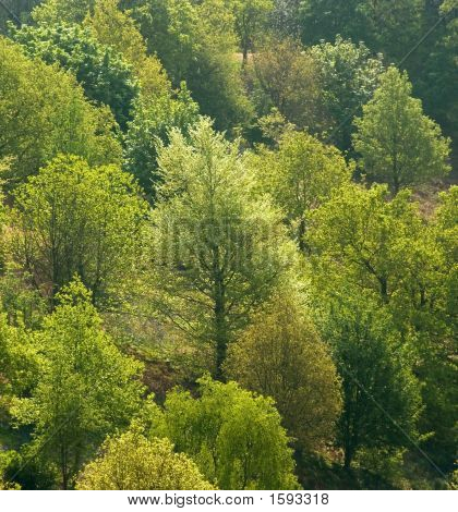 Boschi delle colline Clent