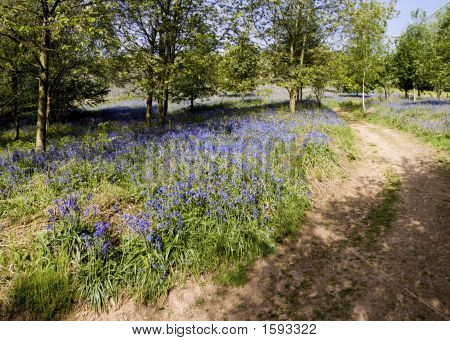 Percorso attraverso Bluebell Wood