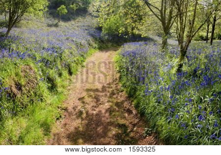 Percorso attraverso Bluebell Wood