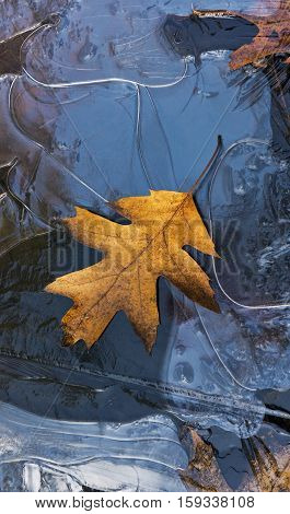 A leaf lying on frozen water in a puddle