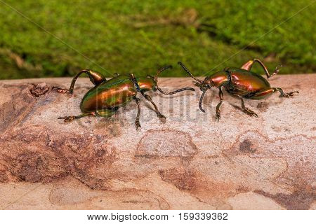 Frog Legged Leaf Beetle (sagra Buqueti)