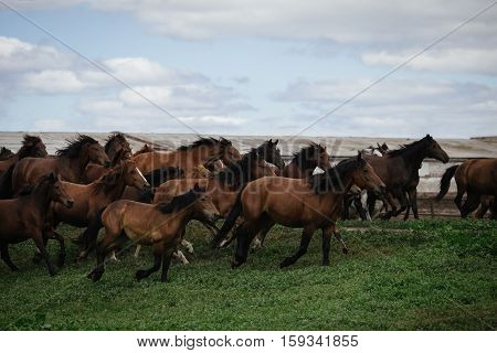 A herd of young horses running on the farm in summer
