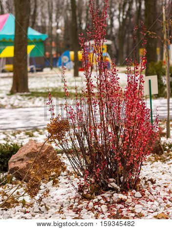 wintry contrast beautiful red plant dilutes black winter white paint
