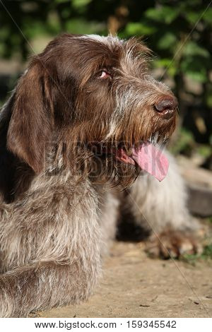 Portrait Of Italian Wire-haired Pointing Dog