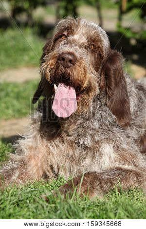 Italian Wire-haired Pointing Dog Resting In The Garden