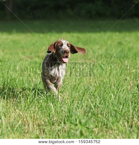 Nice Puppy Of Italian Wire-haired Pointing Dog