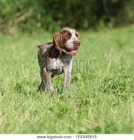 Nice Puppy Of Italian Wire-haired Pointing Dog