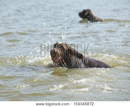 Italian Wire-haired Pointing Dog In The Water