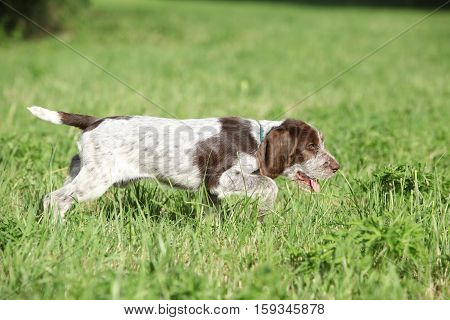 Nice Puppy Of Italian Wire-haired Pointing Dog