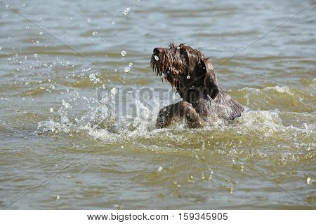 Italian Wire-haired Pointing Dog In The Water