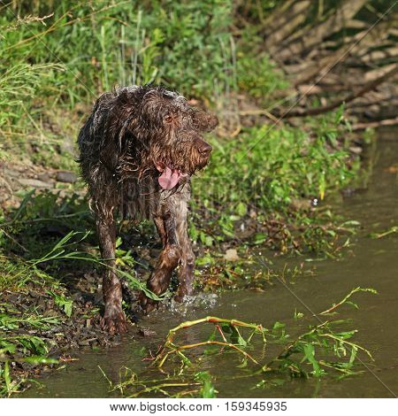 Italian Wire-haired Pointing Dog In Summer