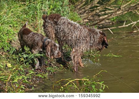 Italian Wire-haired Pointing Dog Puppy With Its Mother