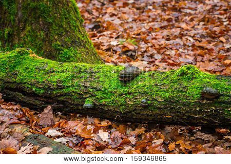 Tree Hub Growing On Trunk