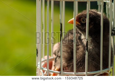 The chicken sits in a decorative cage