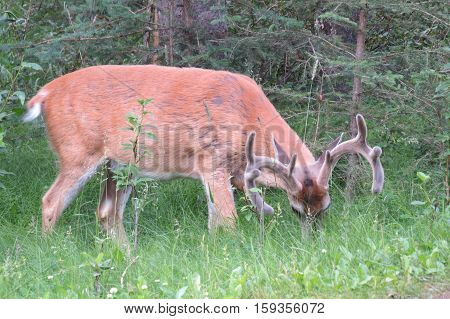 Mule dear that eat pastures in Banff, Canada.
