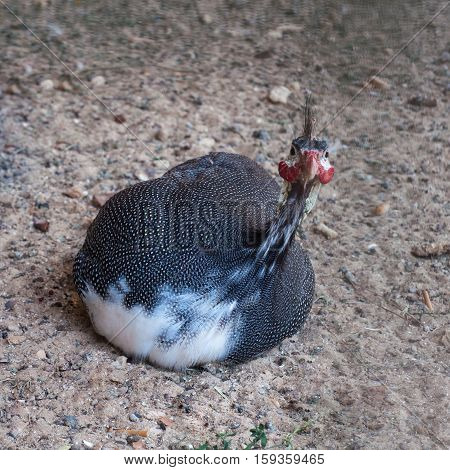 Guinea fowl is in the henhouse and curiously looking