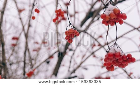 Winter Viburnum, Viburnum Fruit On The Tree, Ukrainian Kalina, Healthy Lifestyle, Fructarians
