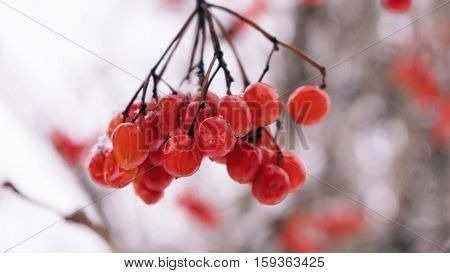 Winter Viburnum, Viburnum Fruit On The Tree, Ukrainian Kalina, Healthy Lifestyle, Fructarians