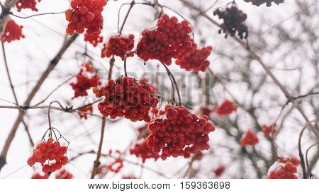 Winter Viburnum, Viburnum Fruit On The Tree, Ukrainian Kalina, Healthy Lifestyle, Fructarians