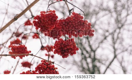 Winter Viburnum, Viburnum Fruit On The Tree, Ukrainian Kalina, Healthy Lifestyle, Fructarians