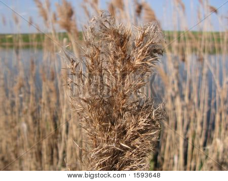 Bullrush blommor