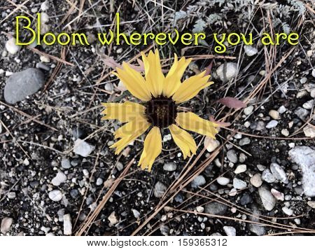Inspirational quote background.Bright yellow flower in bloom isolated on ground with leaves, bushes and rocks. Bright yellow petals and brown center. Jagged edges on petals.Lighting effects.