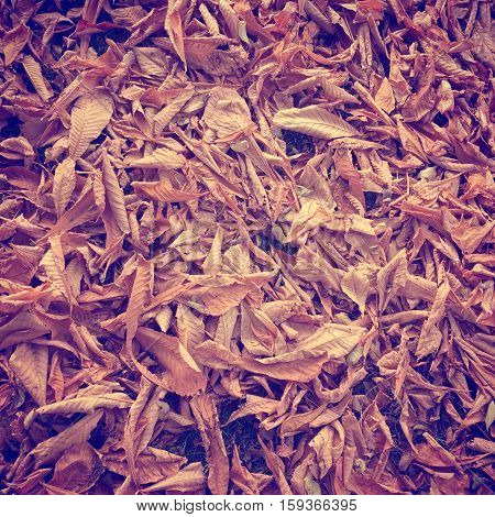 Closeup of dried autumn leaves on ground. Brown, orange and yellow leaves on grass in fall.  Instagram effects.